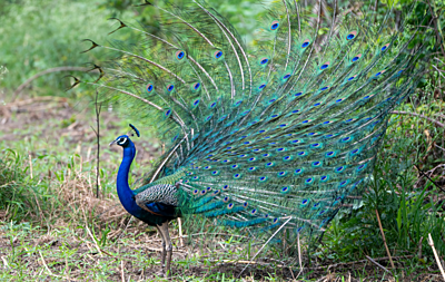 The Magical Peacock