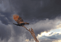 Majestic Flight: The Peacock Amidst the Storm Majestic Flight: The Peacock Amidst the Storm